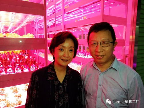 旭田植物工廠要上電視連續(xù)劇了